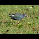 Der Art begegneten wir hingegen bereits in der Nähe von Cansaulim